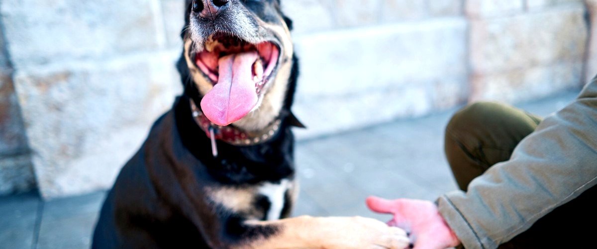 ¿Qué medidas de seguridad tienen las guarderías caninas para evitar el escape de los perros?