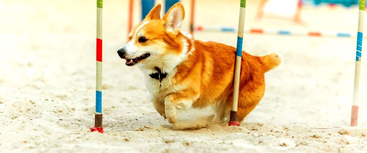 ¿Qué medidas de seguridad tienen las guarderías caninas para evitar enfermedades o contagios entre perros?