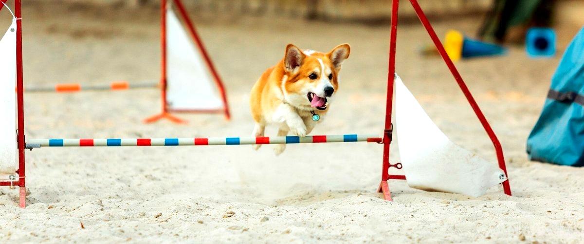 ¿Qué medidas de seguridad y cuidado tienen las guarderías caninas en Palma de Mallorca?