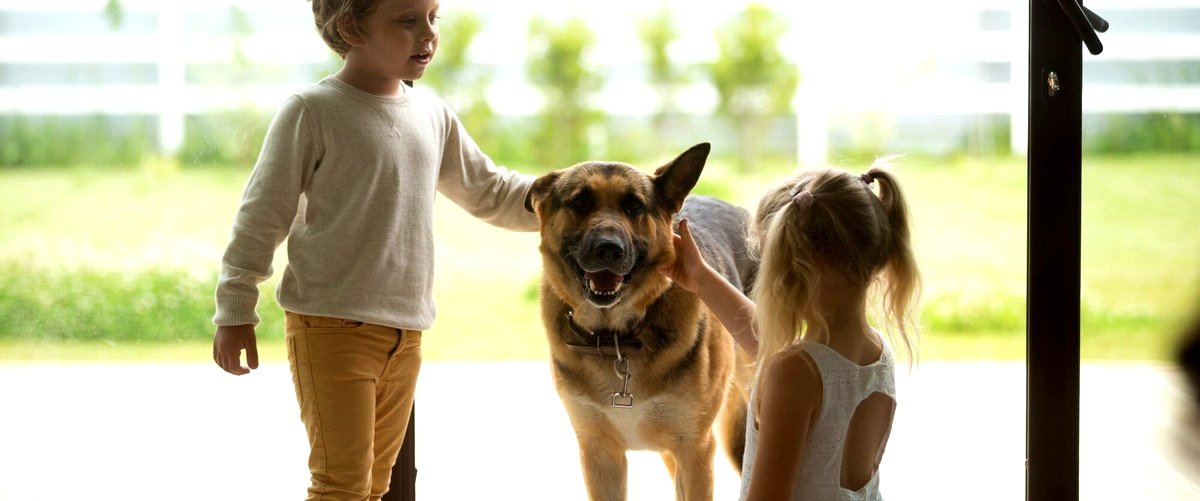 ¿Qué ofrecen las guarderías caninas en Fuenlabrada (Madrid)?