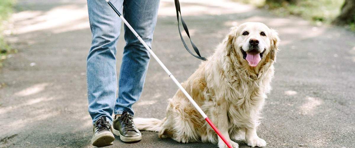 ¿Qué ofrecen las guarderías caninas en Móstoles (Madrid)?