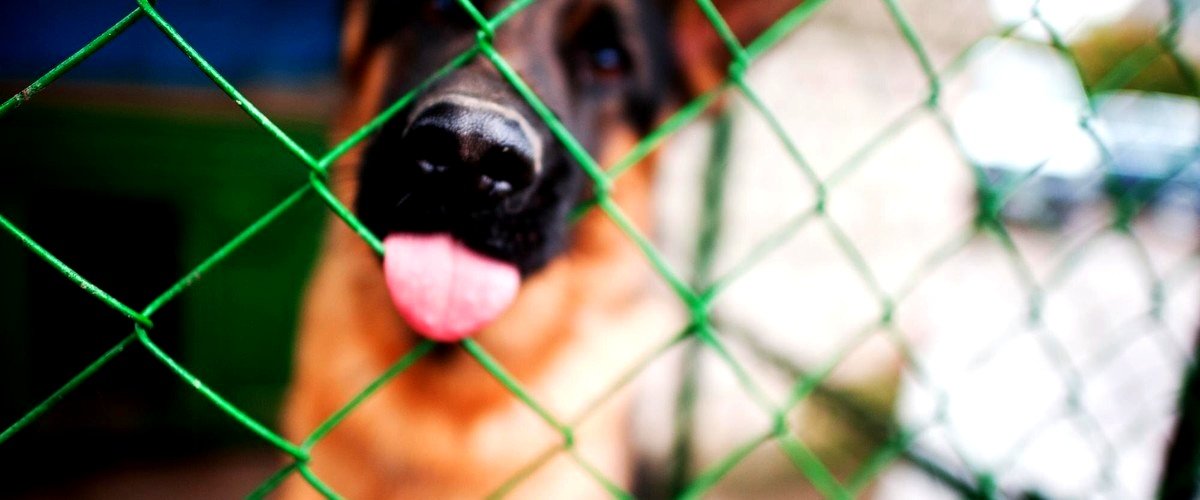 ¿Qué ofrecen las guarderías caninas en Torrejón de Ardoz, Madrid?