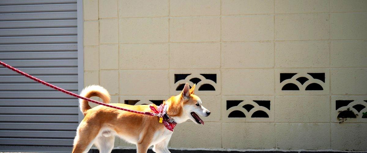 ¿Qué ofrecen las guarderías para perros en San Sebastián de los Reyes (Madrid)?