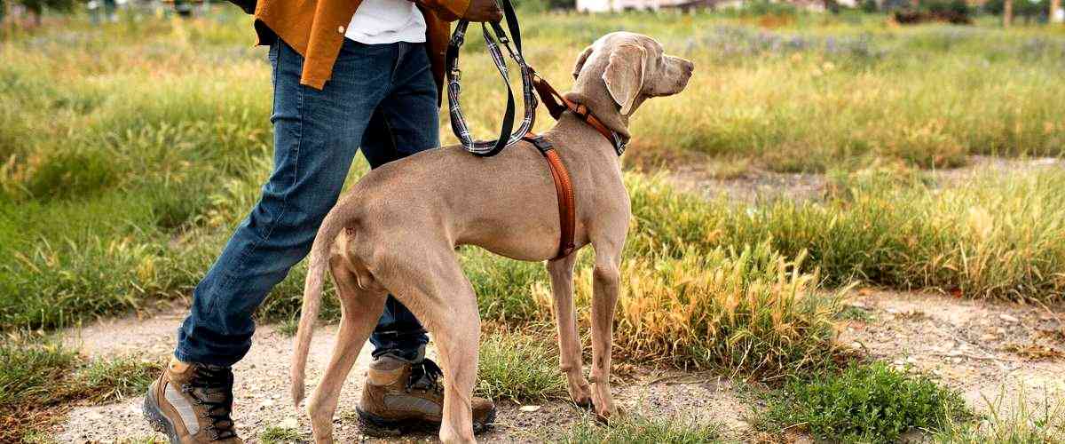 ¿Qué se debe estudiar para convertirse en adiestrador canino?