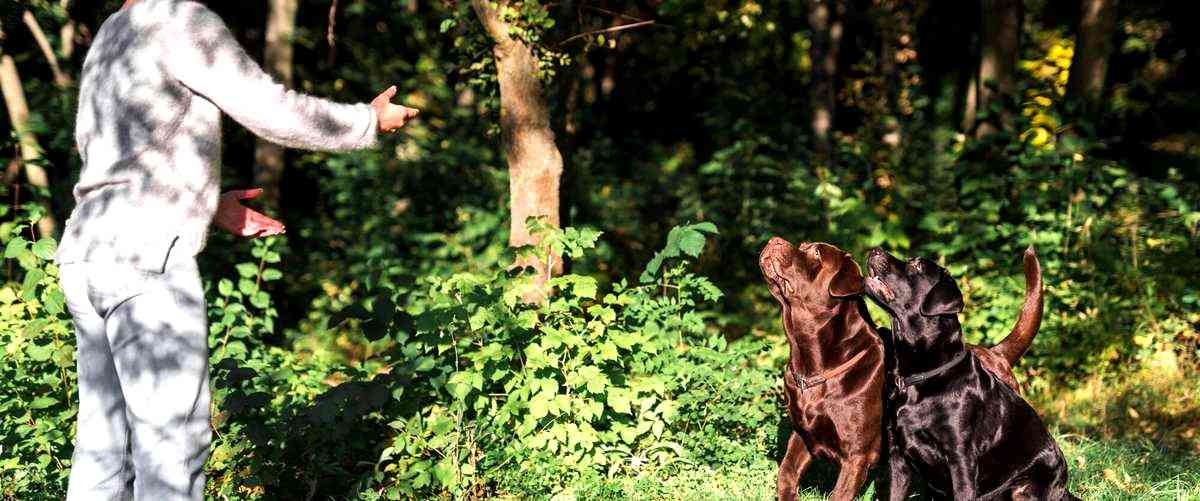 ¿Qué se necesita estudiar para convertirse en adiestrador canino de perros en San Sebastián (Guipúzcoa)?