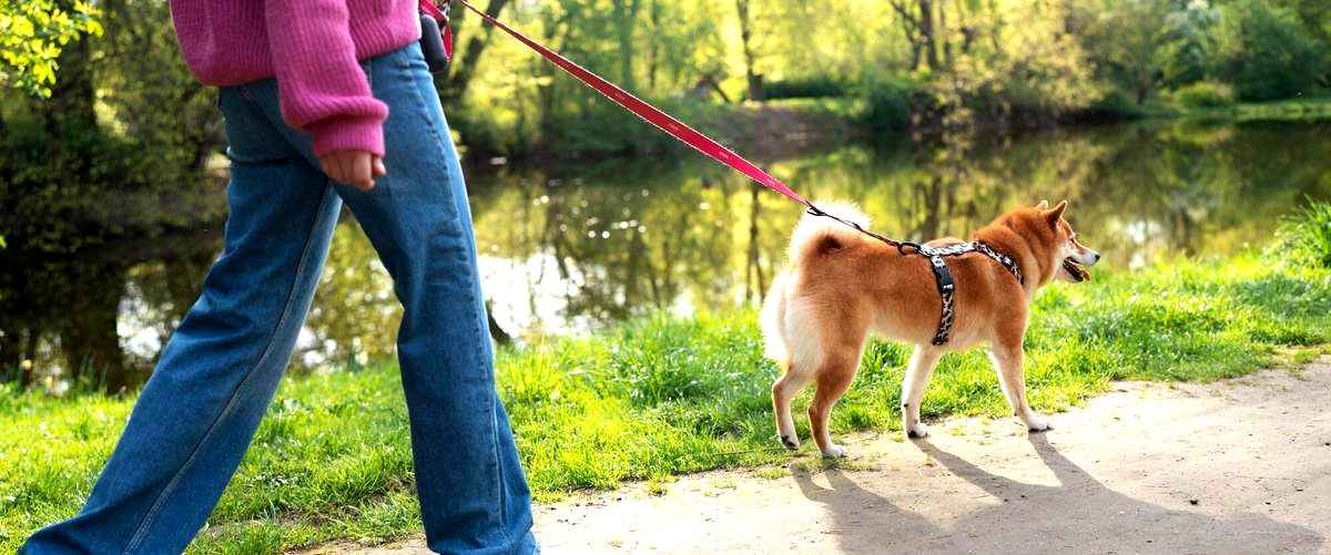 ¿Qué se necesita estudiar para convertirse en adiestrador de perros en Coruña (La Coruña)?