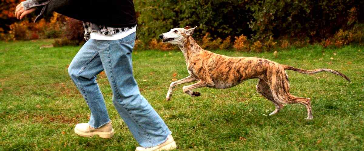 ¿Qué se necesita estudiar para convertirse en adiestrador de perros en Ourense?