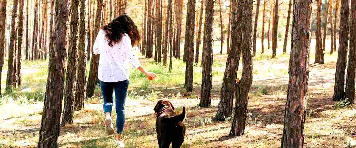 ¿Qué se necesita estudiar para convertirse en adiestradora de perros?