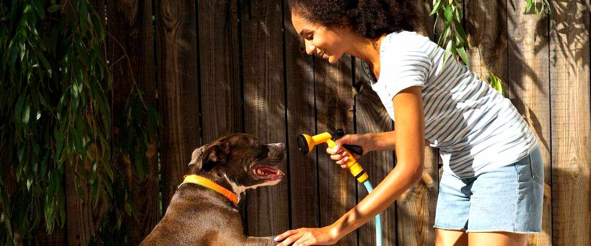 ¿Qué se necesita estudiar para ser adiestrador de perros?