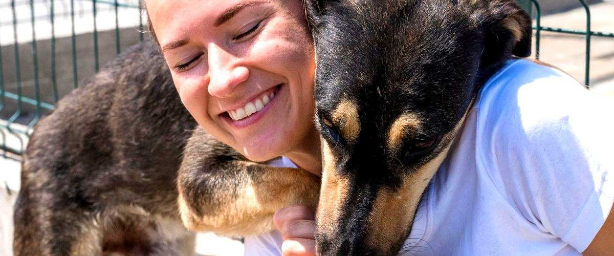 ¿Qué servicios adicionales ofrecen las guarderías caninas en Elche?