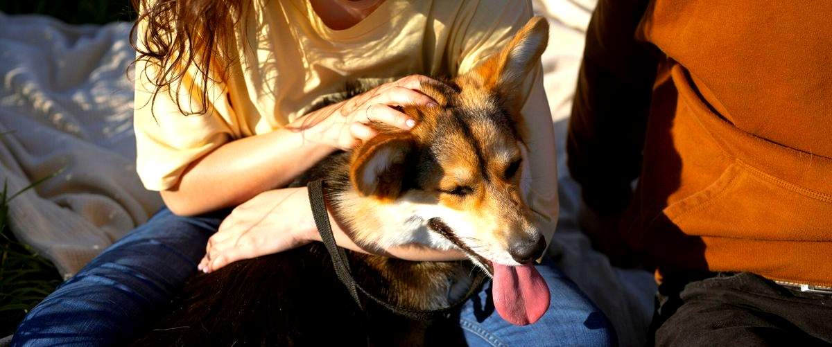 ¿Qué servicios adicionales ofrecen las guarderías caninas en Gijón?