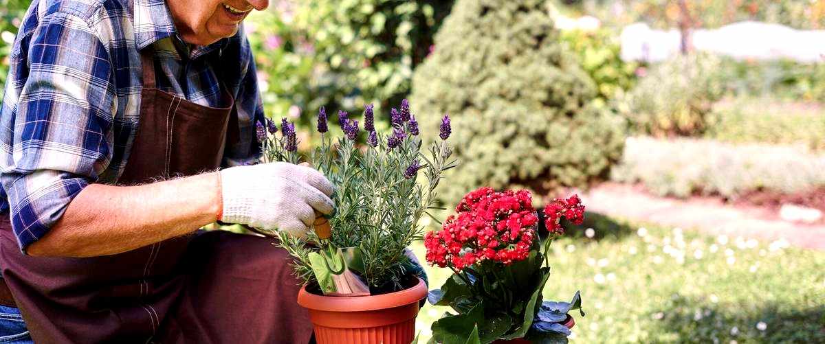 ¿Qué servicios están incluidos en un servicio de jardinería?