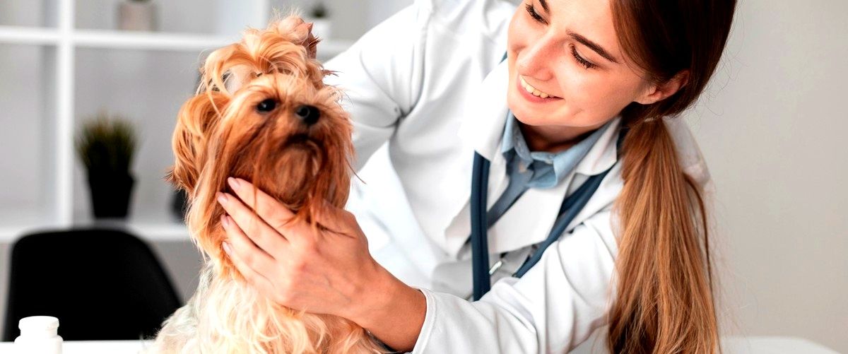 ¿Qué servicios incluye un veterinario en León?