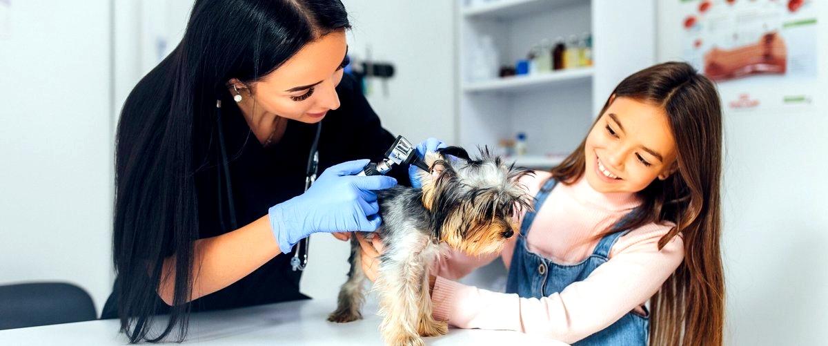 ¿Qué servicios incluye un veterinario en Lérida?