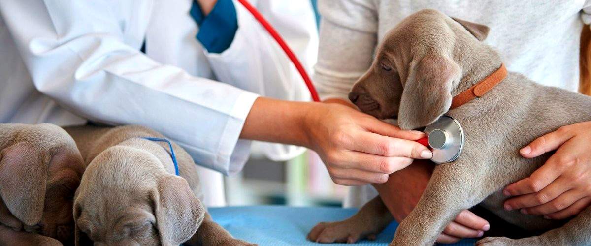 ¿Qué servicios incluye un veterinario en Santander (Cantabria)?