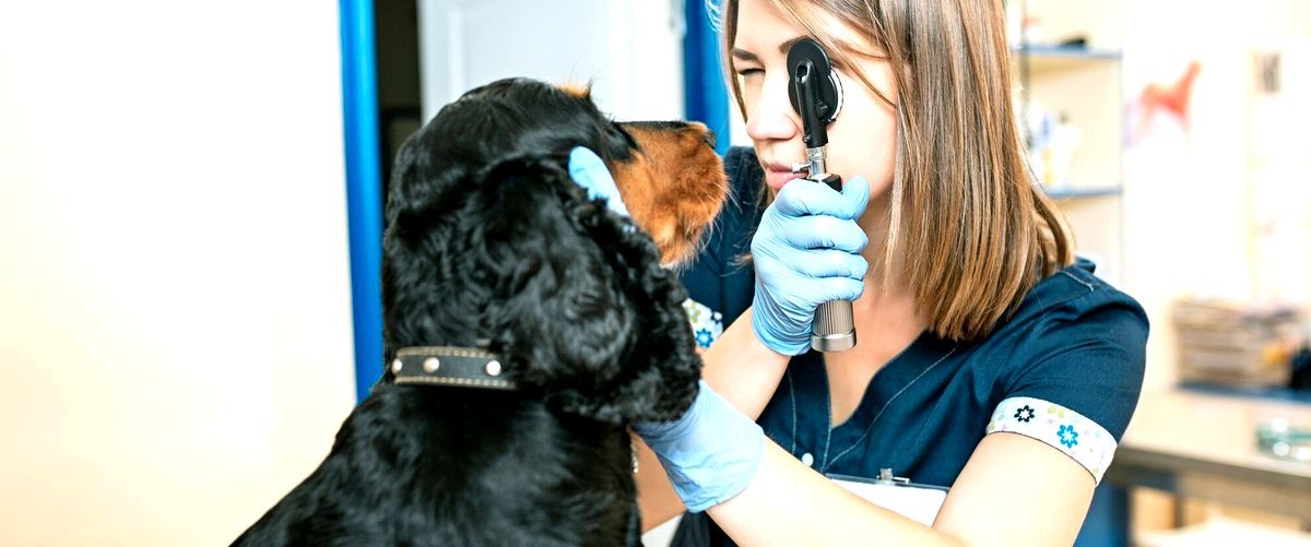 ¿Qué servicios incluyen los veterinarios en Cornella de Llobregat (Barcelona)?