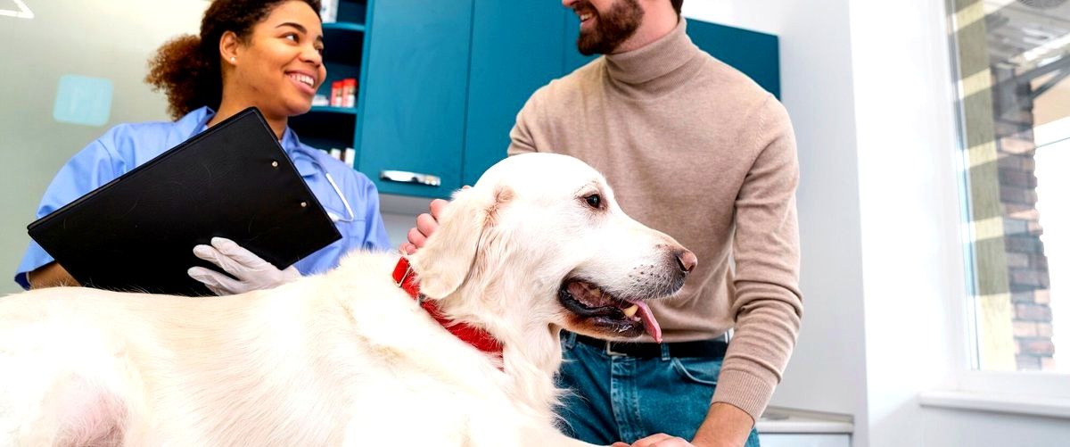 ¿Qué servicios incluyen los veterinarios en Leganés (Madrid)?