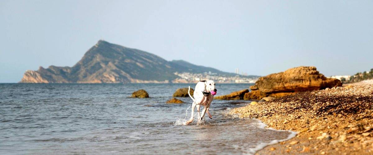 ¿Qué servicios incluyen los veterinarios en Roquetas de Mar (Almería)?