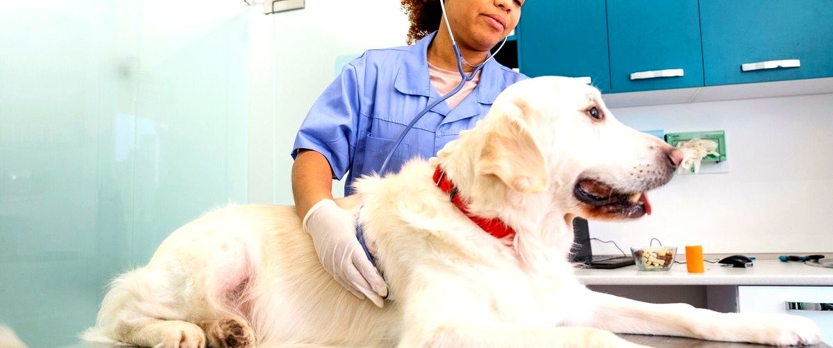 ¿Qué servicios ofrecen las clínicas veterinarias en Hospitalet de Llobregat?