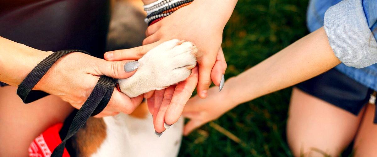 ¿Qué servicios ofrecen los centros de cuidado canino en Vigo?