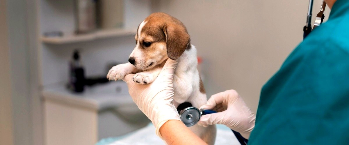 ¿Qué servicios se incluyen en los servicios veterinarios?