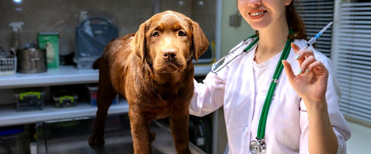 ¿Qué servicios se incluyen en los servicios veterinarios en Alicante?