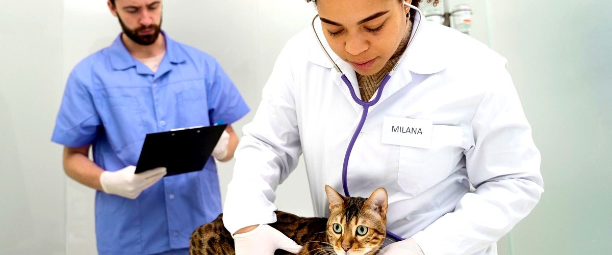 ¿Qué servicios se incluyen en los servicios veterinarios en Gerona?