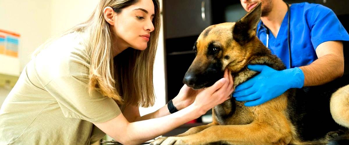 ¿Qué servicios se incluyen en los servicios veterinarios en Huesca?