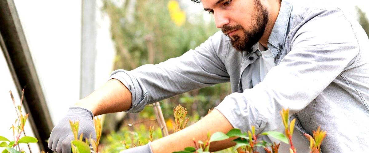 ¿Qué servicios se incluyen en un servicio de jardinería en Cáceres?