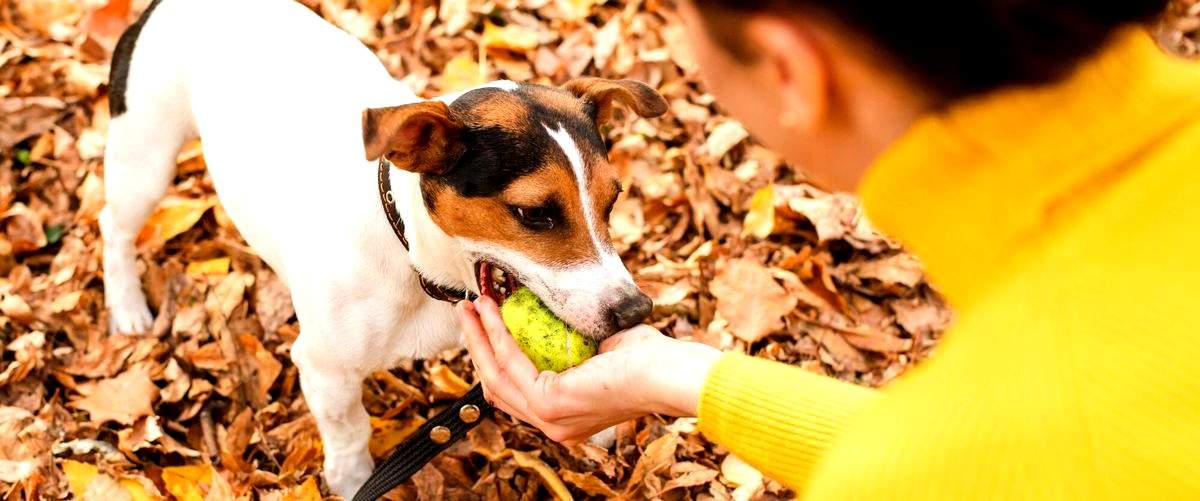 ¿Qué tan beneficioso es llevar a mi perro a una guardería canina en Parla (Madrid)?