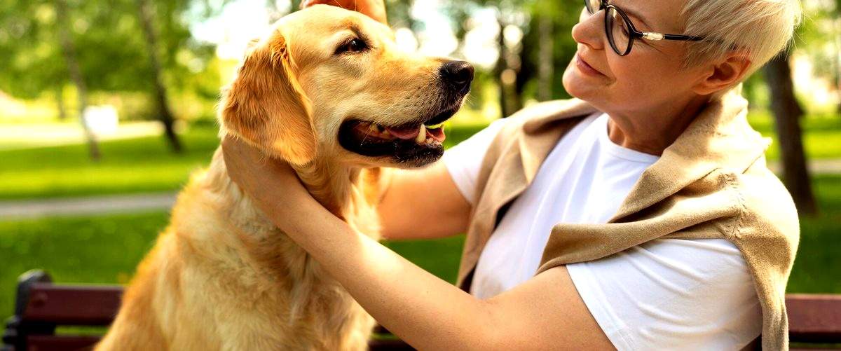 ¿Qué tipo de actividades realizan los perros en las guarderías caninas de Santa Coloma de Gramenet?