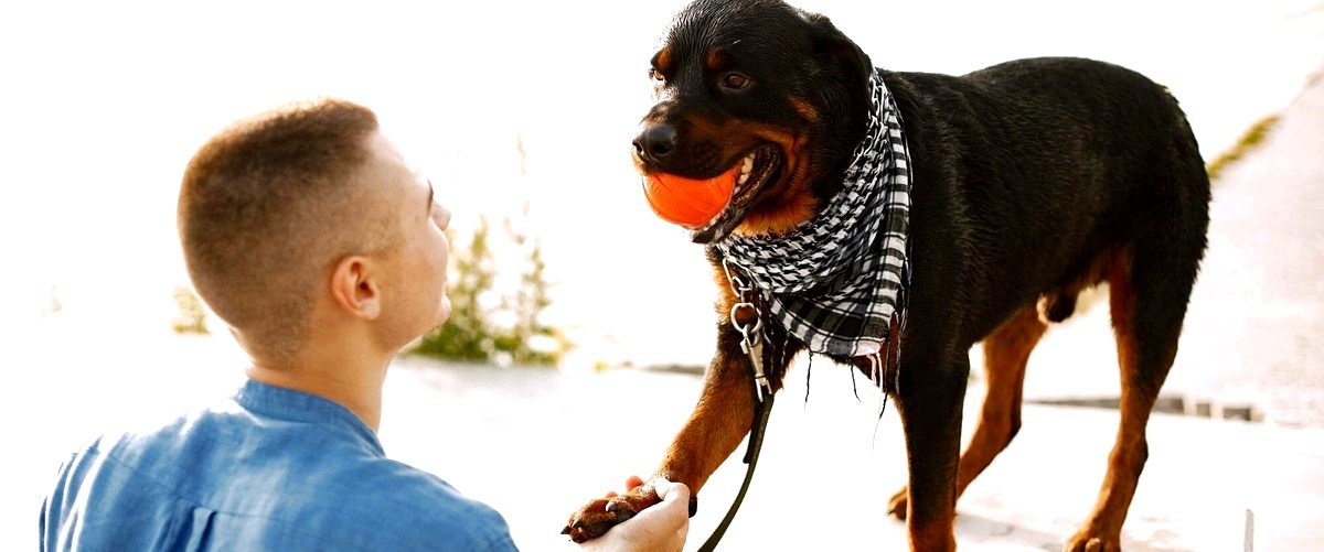 ¿Qué tipo de certificación se obtiene al finalizar un curso de adiestramiento canino?