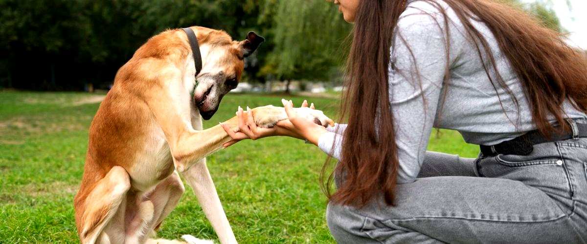 ¿Qué tipo de certificaciones se pueden obtener como adiestrador canino en Zaragoza?