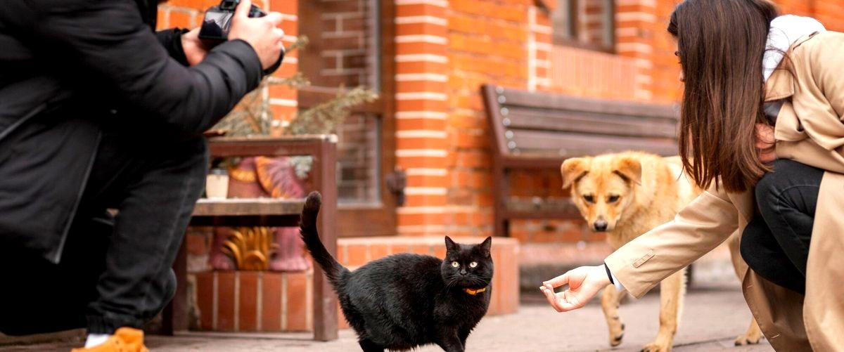 ¿Qué tipo de cuidados especiales reciben los perros en las guarderías caninas?