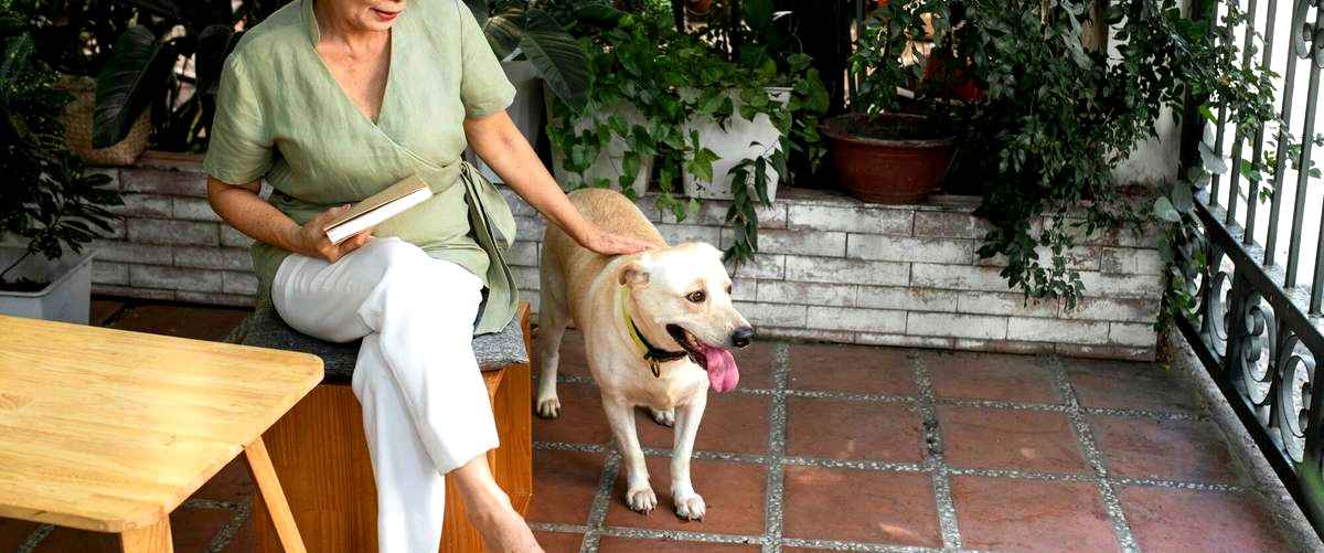 ¿Qué tipo de cuidados y atenciones recibirán mis mascotas en una residencia canina?