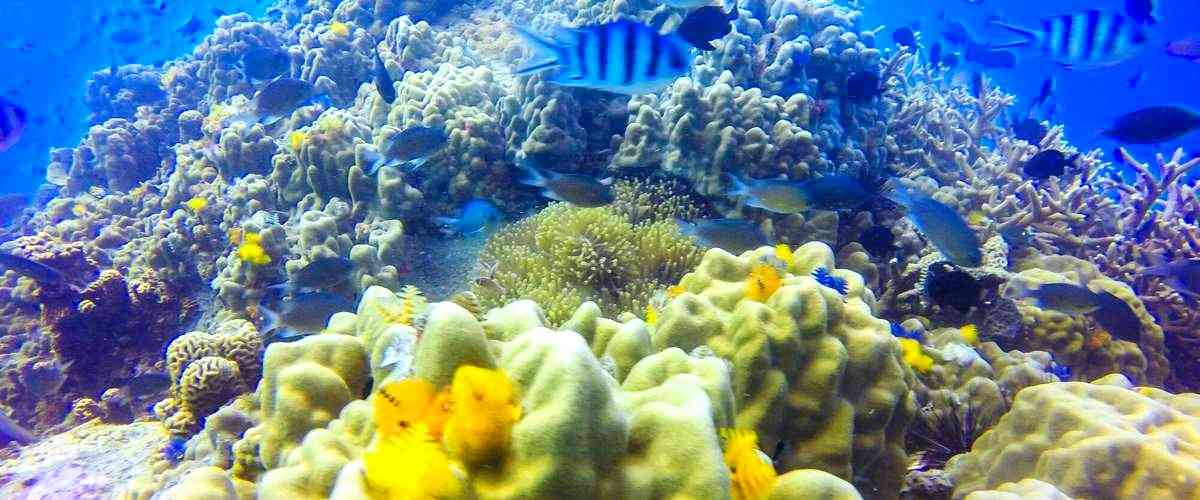 ¿Qué tipo de peces y plantas se pueden encontrar en los acuarios de Segovia?