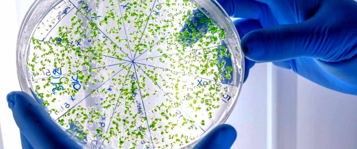 ¿Qué tipo de productos o servicios ofrecen las empresas de biotecnología en San Sebastián?