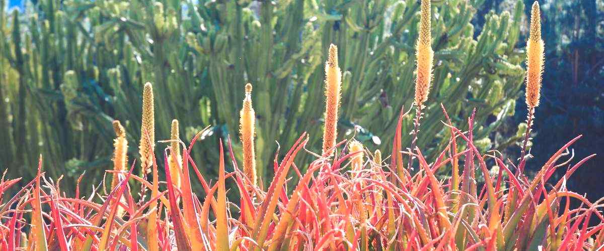 ¿Qué tipos de arroces se pueden encontrar en las arrocerías de Santiago de Compostela?