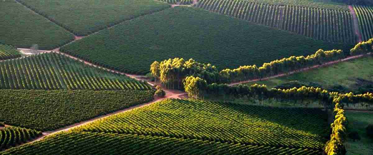 ¿Qué tipos de arroz se suelen utilizar en las arrocerías en La Rioja?