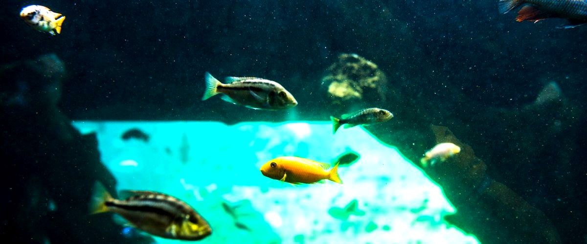 ¿Qué tipos de peces y plantas se pueden encontrar en los acuarios de Zaragoza?