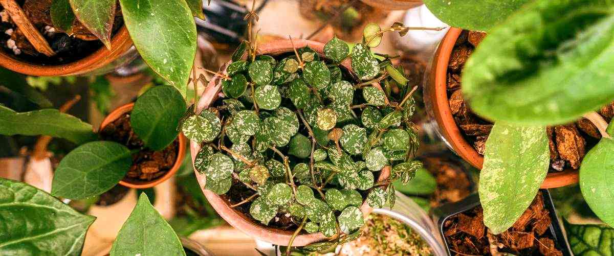 ¿Qué tipos de productos para la salud se pueden encontrar en un herbolario?