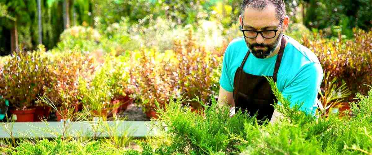 ¿Qué tipos de servicios de jardinería existen en Santiago de Compostela (La Coruña)?